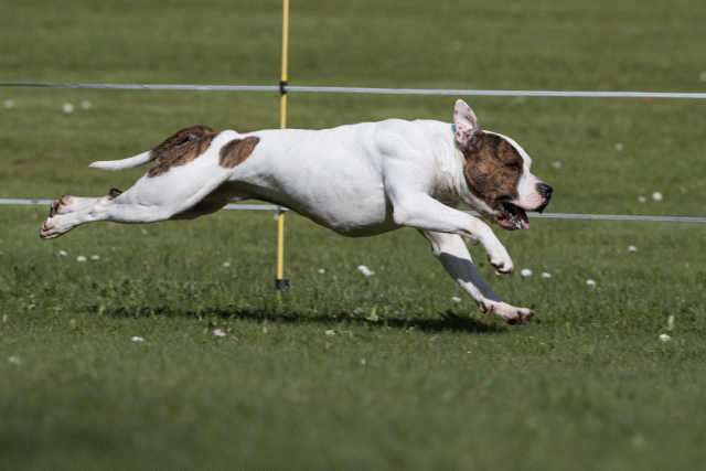 Bo4I8413 33496018280 O