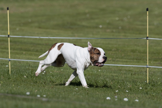 Bo4I8410 33496019010 O