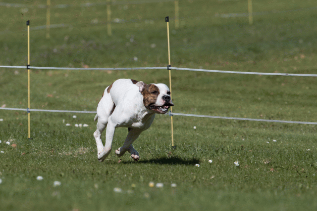 Bo4I8407 33496019690 O