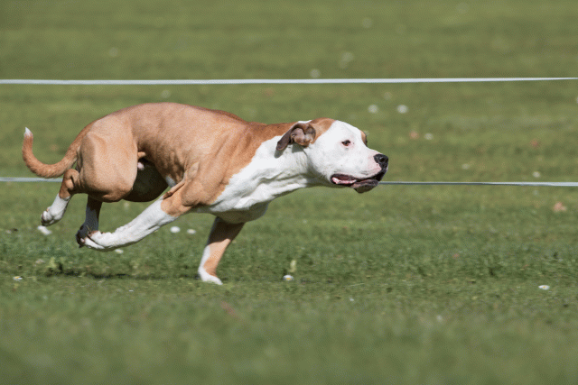 Bo4I8402 33496020390 O