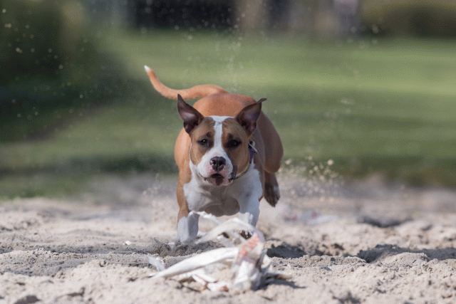 Bo4I8372 33496028180 O