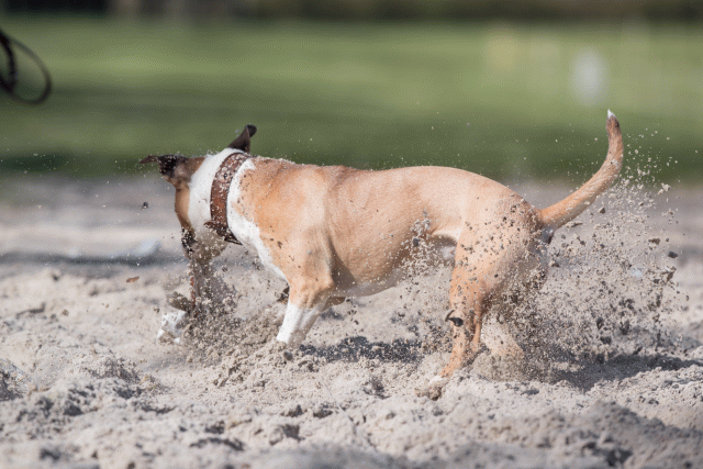 Bo4I8367 33496029020 O