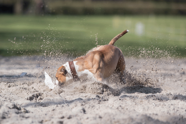 Bo4I8365 33496030340 O