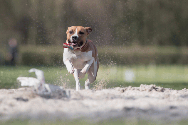 Bo4I8345 33496033650 O