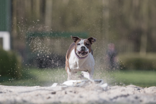 Bo4I8316 33496038380 O