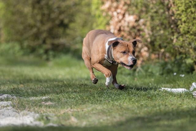 Bo4I8308 33496038790 O