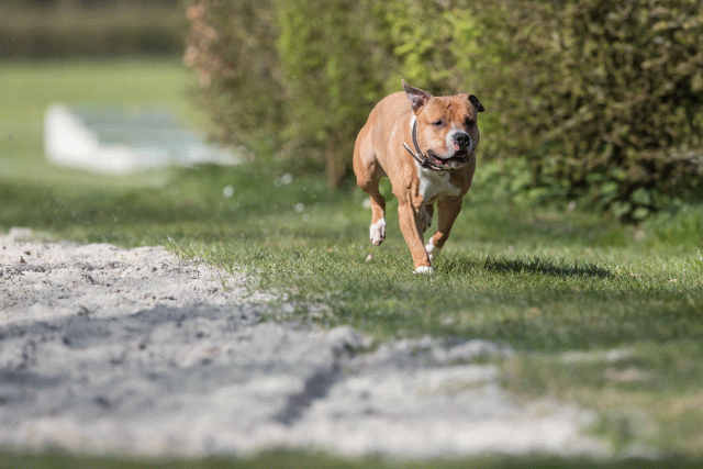 Bo4I8306 33496039300 O