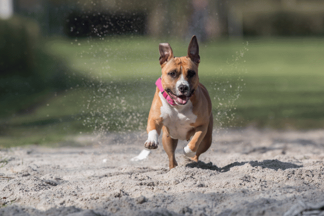 Bo4I8278 33686610602 O