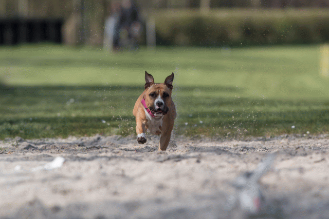 Bo4I8274 33686611022 O