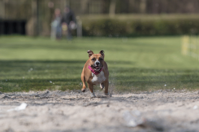 Bo4I8273 33686611082 O