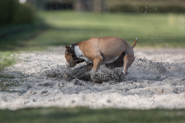 Bo4I8263 33686612712 O