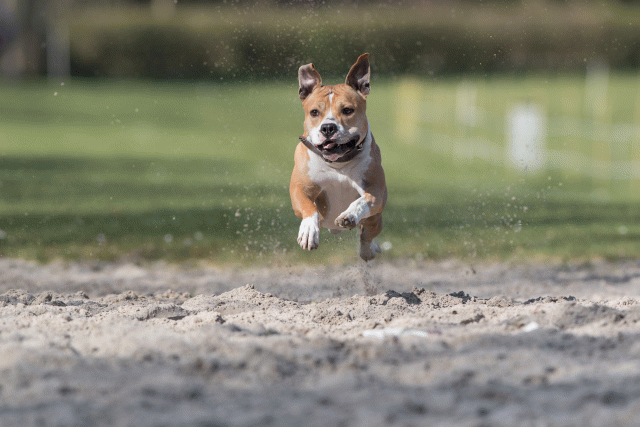 Bo4I8259 33686613052 O