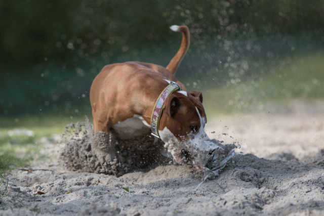 Bo4I8220 33686618672 O