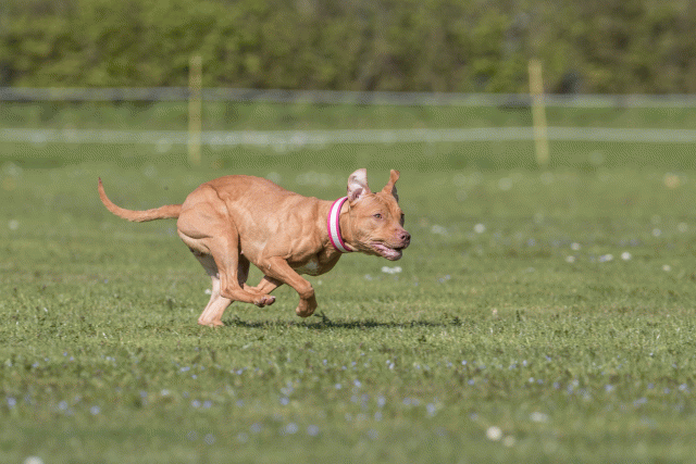 Bo4I8855 33723615572 O