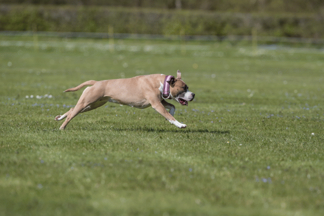 Bo4I8836 33723619032 O