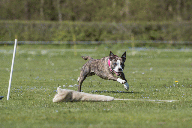 Bo4I8798 33723620352 O