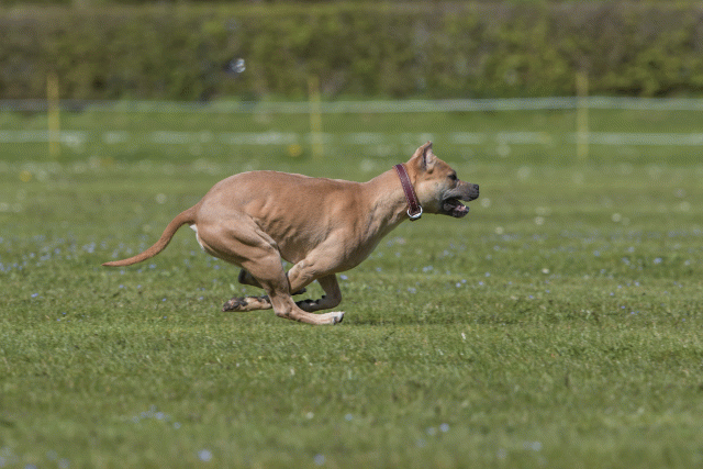 Bo4I8789 33723621072 O