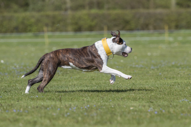 Bo4I8768 33723623582 O