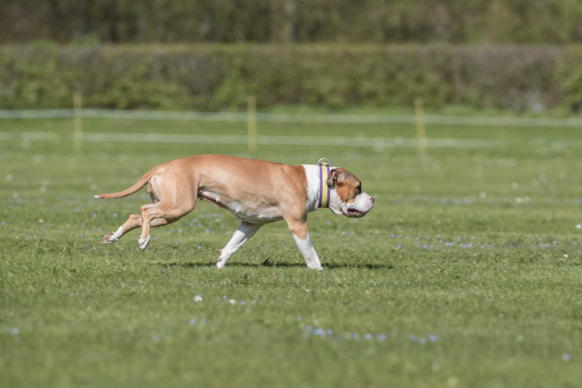 Bo4I8752 33723627222 O