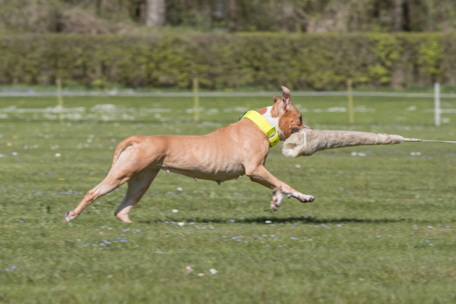 Bo4I8713 33723634232 O