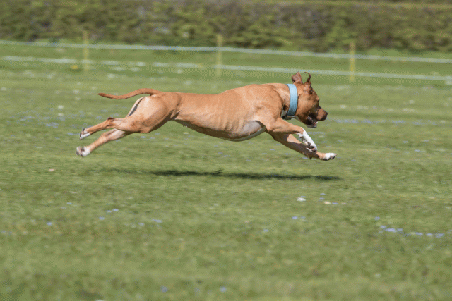 Bo4I8677 33723637422 O