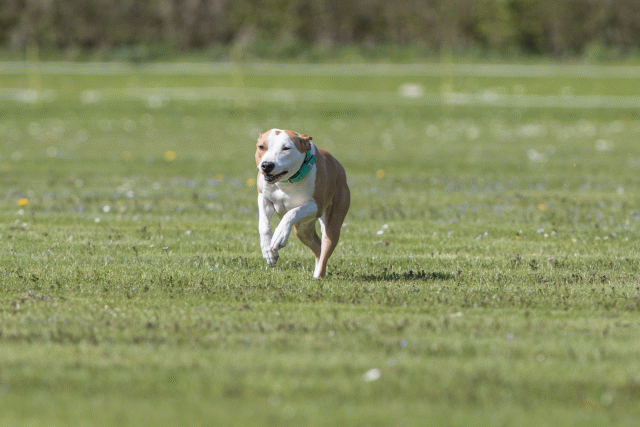 Bo4I8636 33723642962 O