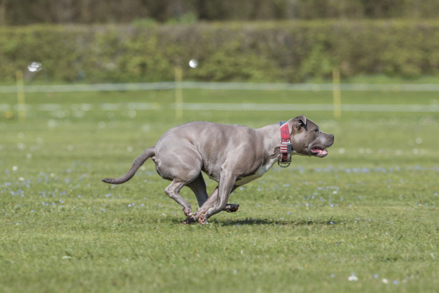 Bo4I8628 33723644972 O