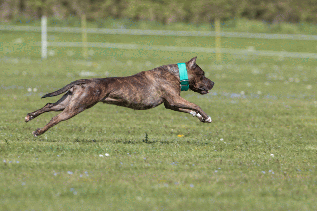 Bo4I8608 33723647422 O