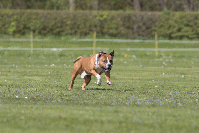 Bo4I8496 33723659962 O