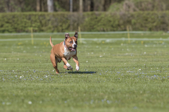 Bo4I8499 33723659982 O