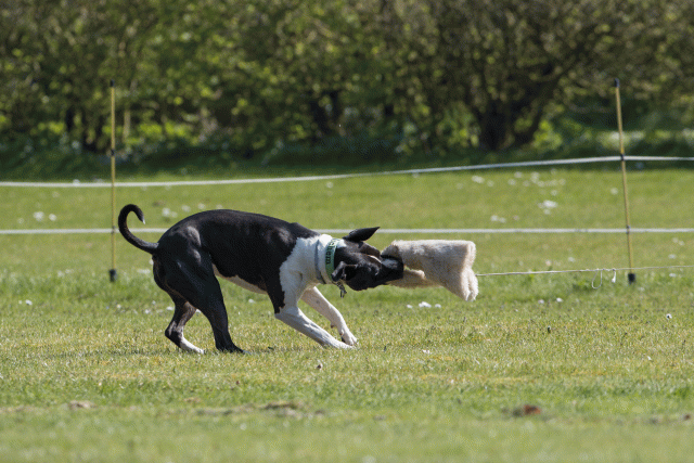 Bo4I8492 33723660522 O