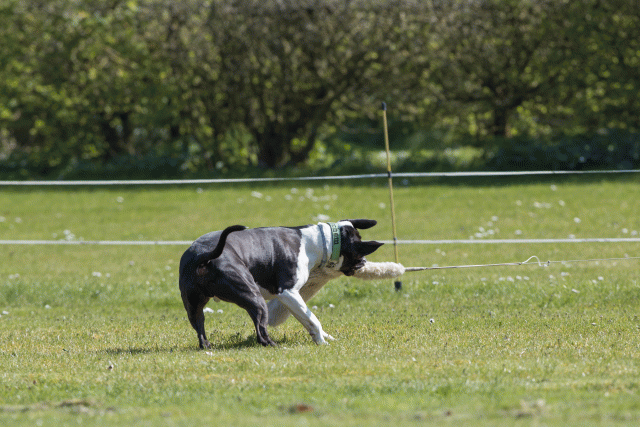 Bo4I8490 33723660852 O