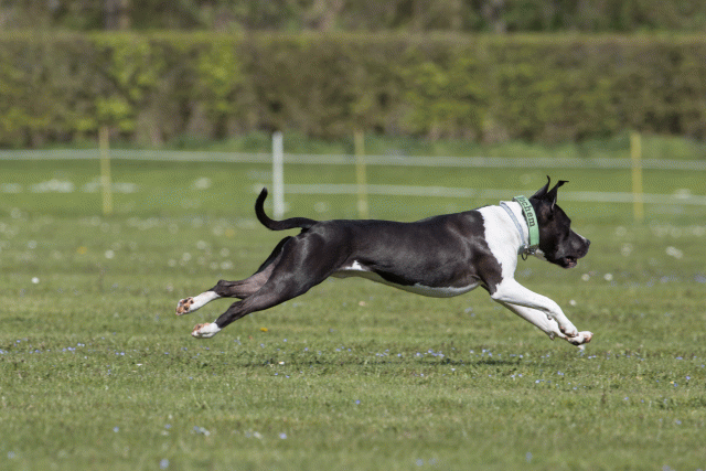 Bo4I8487 33723661062 O