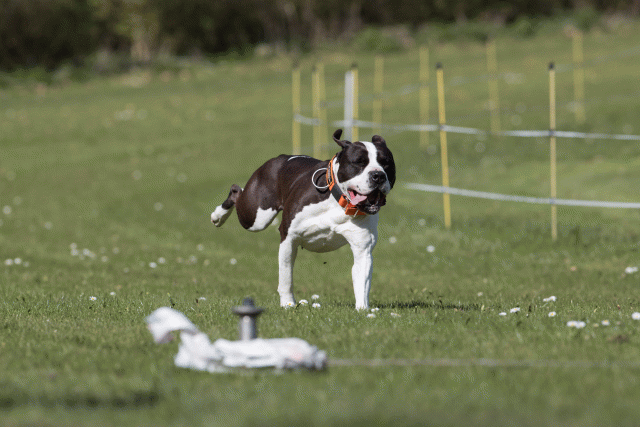 Bo4I8455 33724020982 O