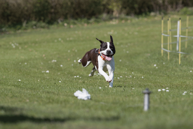 Bo4I8453 33724021562 O