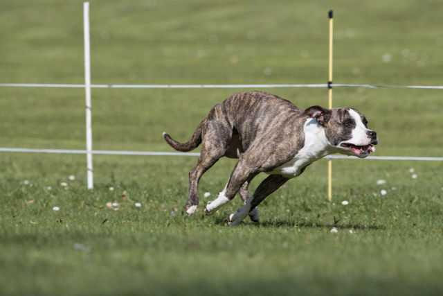 Bo4I8449 33724022122 O