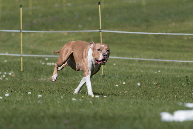 Bo4I8435 33724024522 O