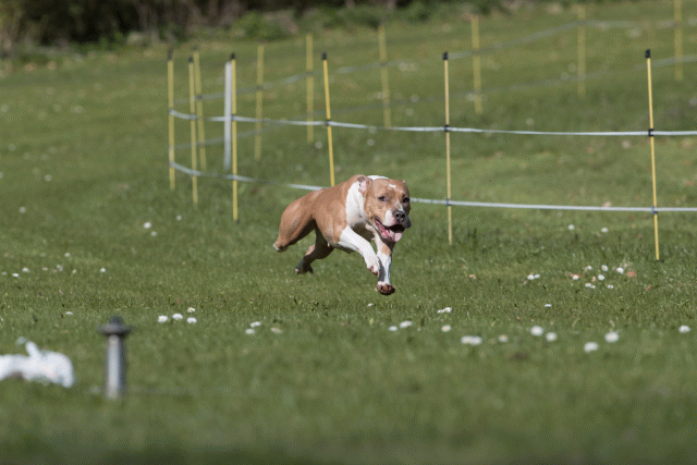 Bo4I8433 33724028602 O