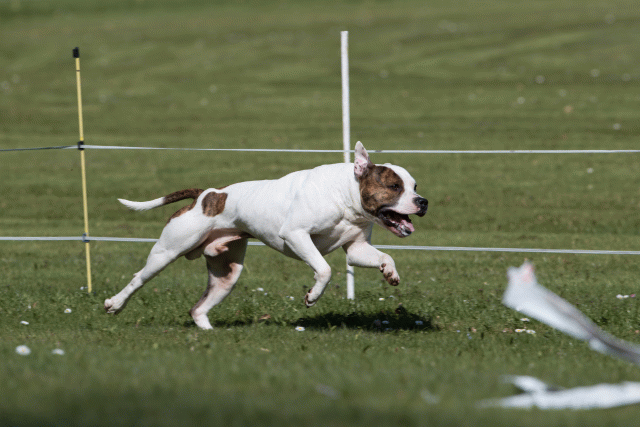 Bo4I8411 33724029282 O