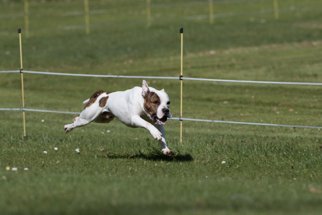 Bo4I8408 33724030052 O