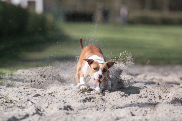 Bo4I8373 33724036262 O