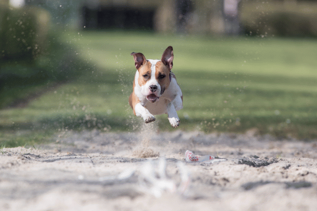 Bo4I8370 33724036402 O