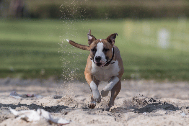 Bo4I8363 33724038372 O