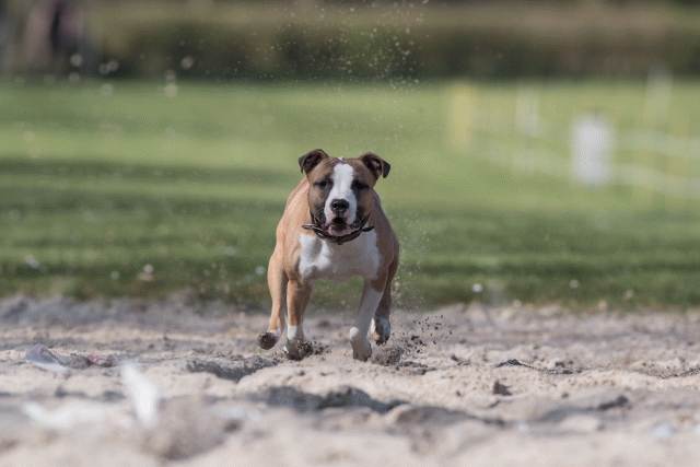 Bo4I8361 33724038692 O