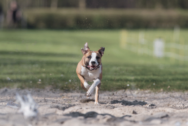 Bo4I8360 33724038882 O