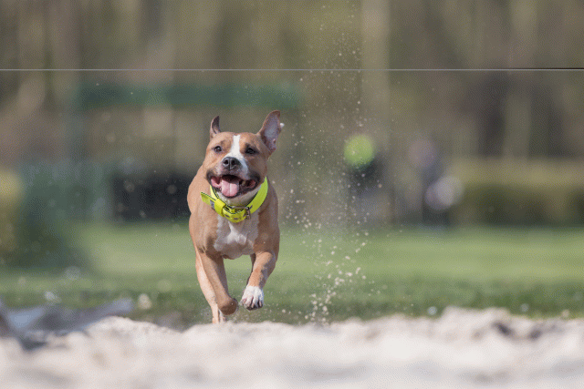 Bo4I8353 33724039212 O