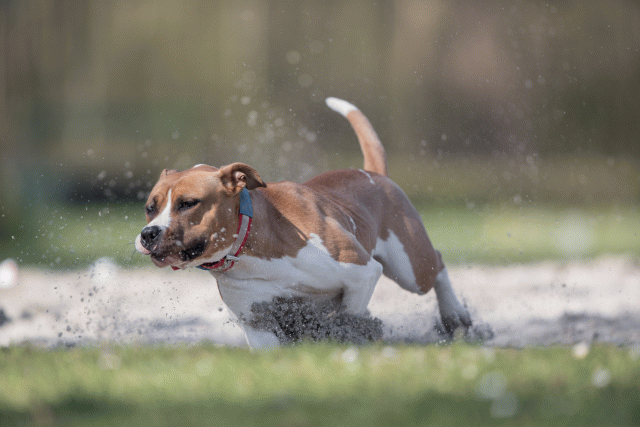 Bo4I8350 33724039582 O