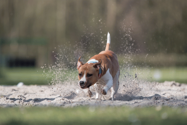 Bo4I8348 33724040032 O