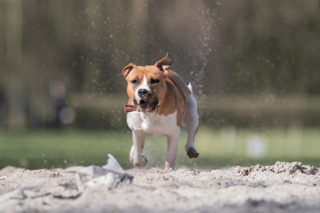 Bo4I8346 33724040382 O