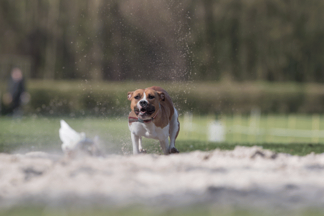 Bo4I8343 33724040612 O